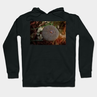 Nature&#39;s Button Hoodie